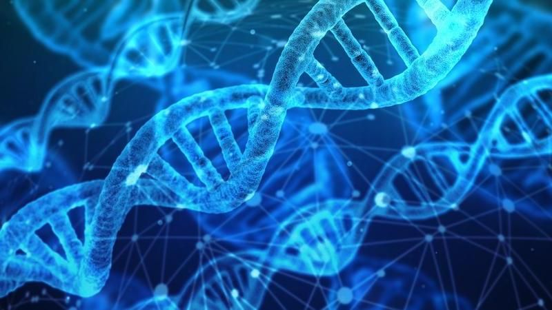 Il DNA, il manuale di istruzioni che ci rende unici